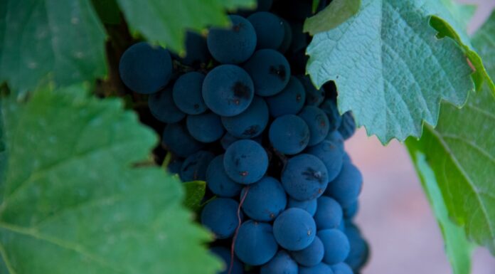 Por qué una tarde en la bodega Norton es la mejor inversión que podés hacer en Mendoza
