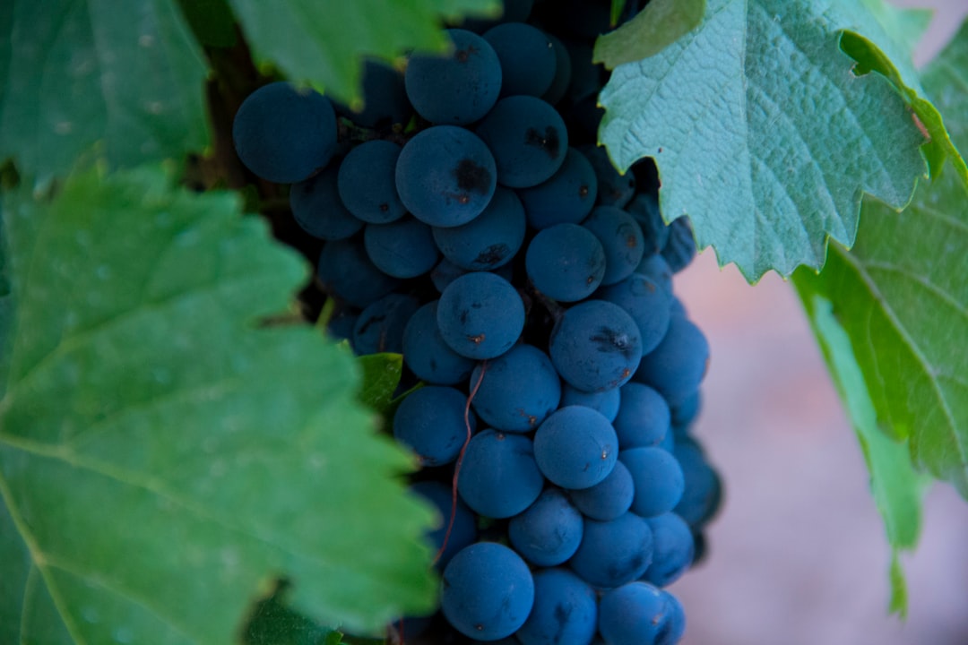 Por qué una tarde en la bodega Norton es la mejor inversión que podés hacer en Mendoza