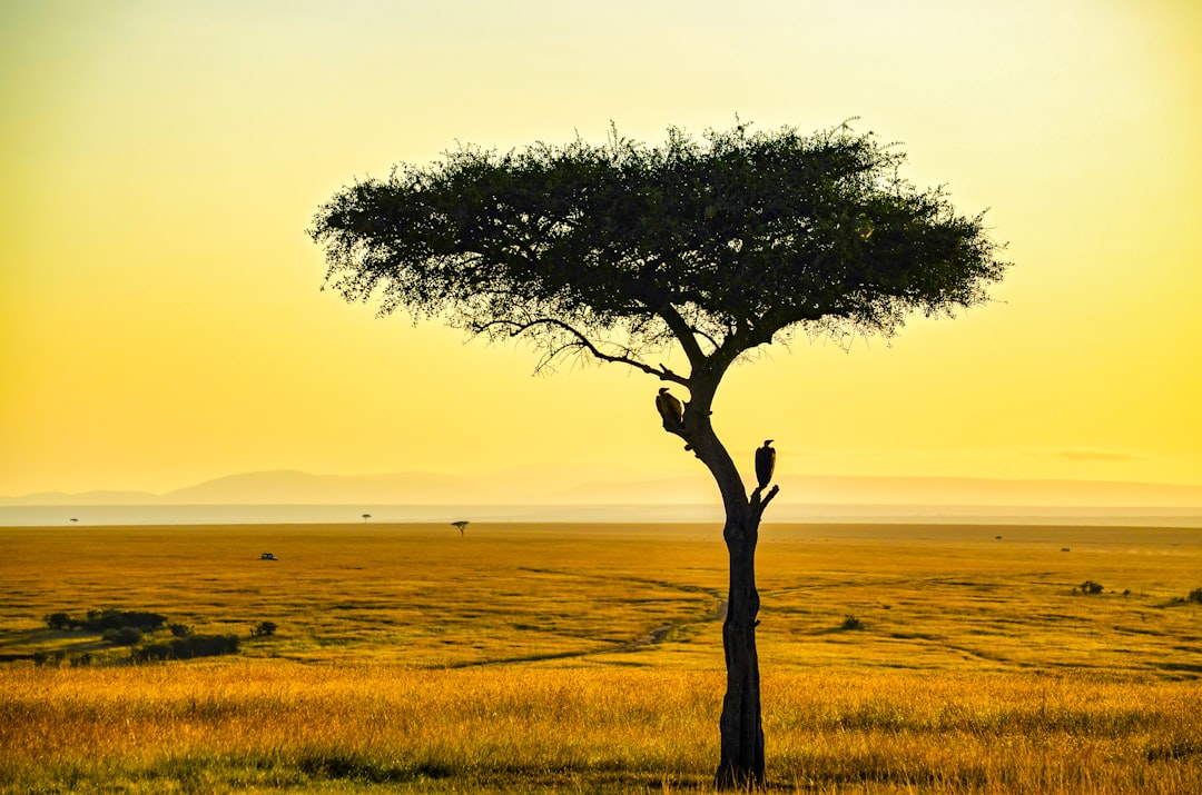 Safari en el Masai Mara: la aventura africana que te va a cambiar la vida