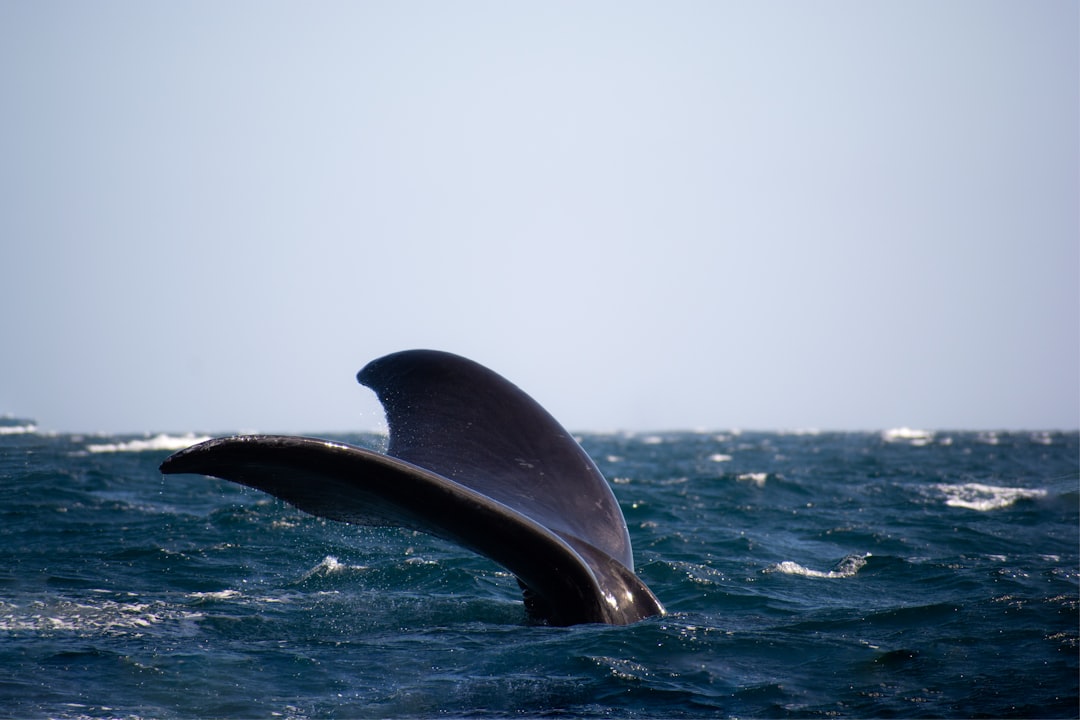 Las ballenas de Puerto Madryn te van a dejar sin palabras: cómo vivirlo en 2026