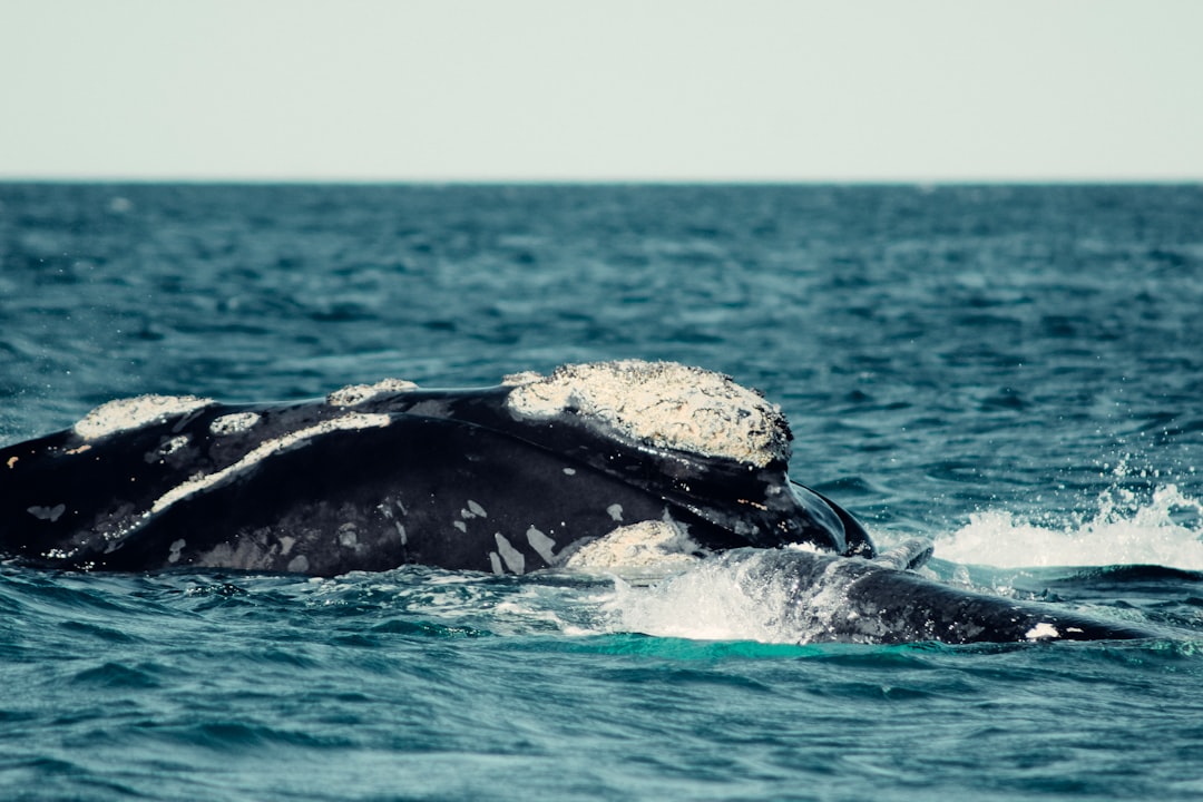 Las ballenas de Puerto Madryn te van a dejar sin palabras: cómo vivirlo en 2026