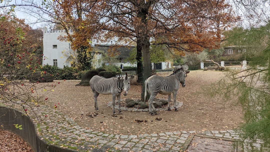Berlín con tu perro: los 5 parques donde tu compañero peludo será el rey