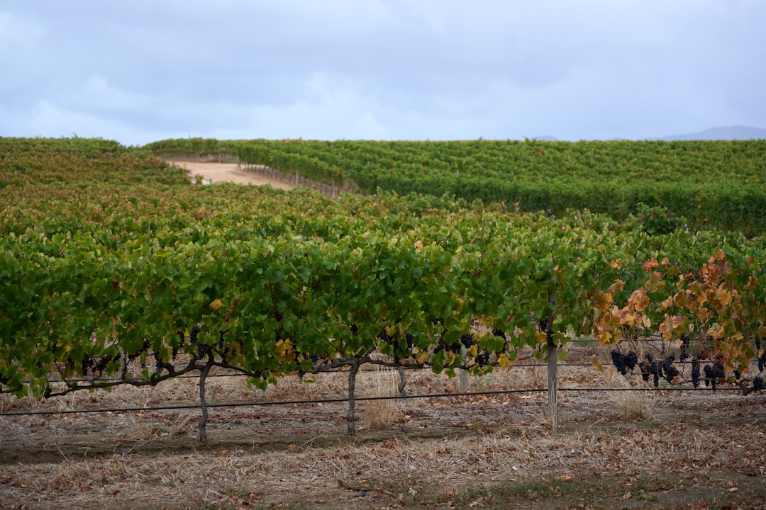 El Torrontés de Cafayate que va a cambiar tu forma de entender el vino blanco argentino