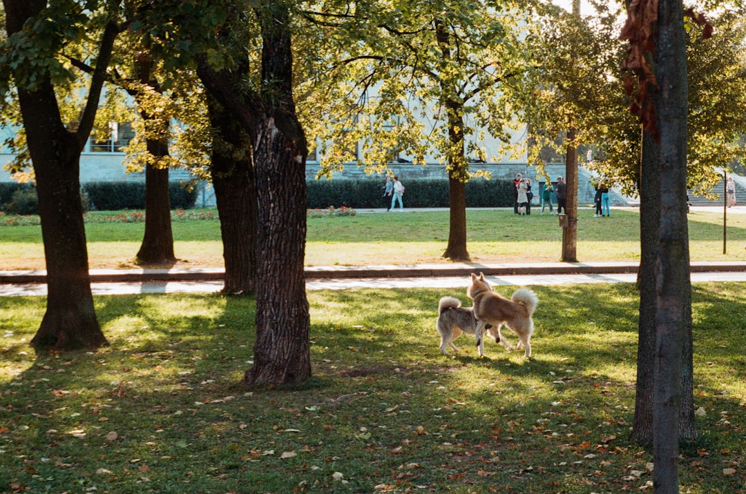 Viena con tu perro: la capital europea donde viajar con tu amigo de 4 patas es casi un deporte nacional