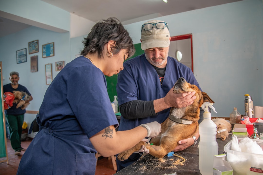 Viajar con tu perro al exterior: la guía completa para no quedarte sin aventura