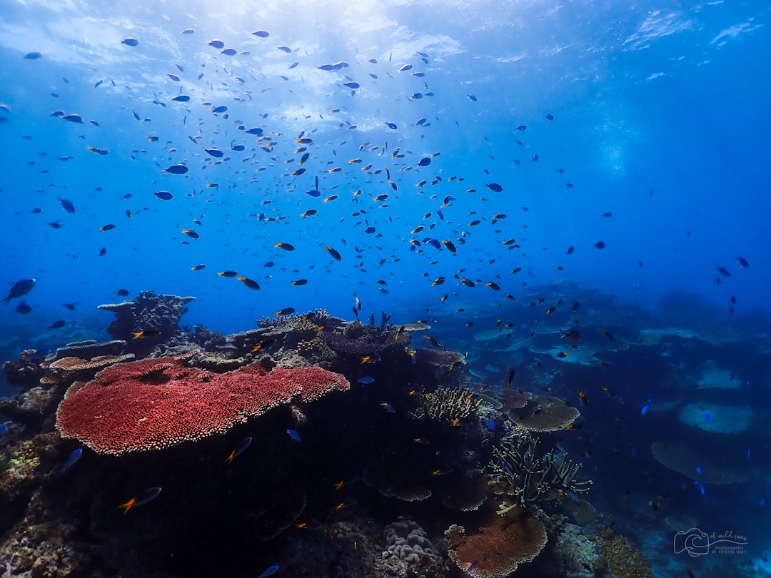 Bucear en la Gran Barrera de Coral: la aventura submarina que no podés dejar pasar