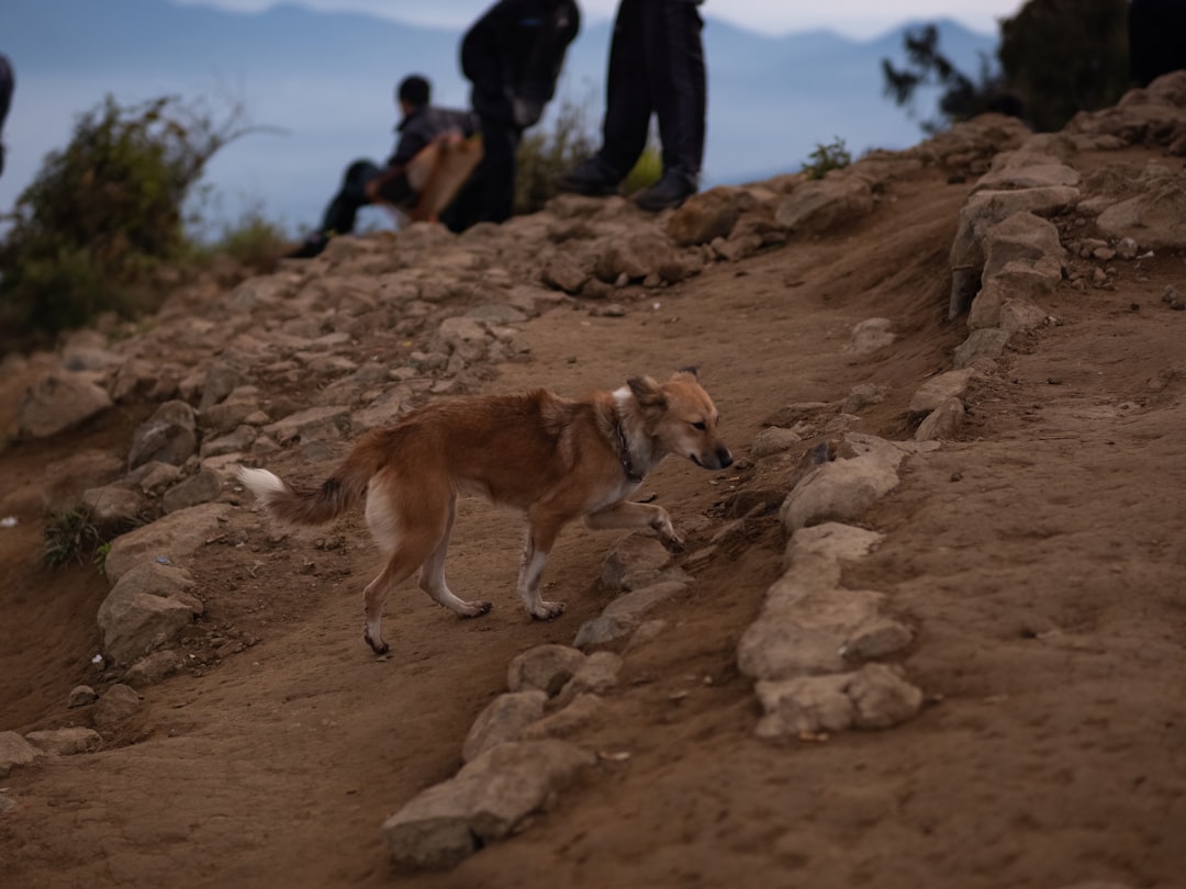Camping con tu perro en Córdoba: la escapada de verano que tu compañero peludo merece