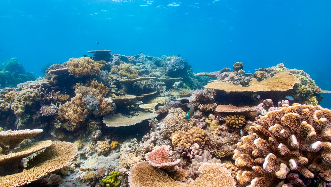 Buceo en la Gran Barrera de Coral: la aventura submarina que te va a cambiar la vida