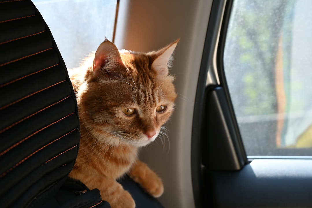 Viajar con tu gato a Bariloche: la guía completa para una aventura sin estrés