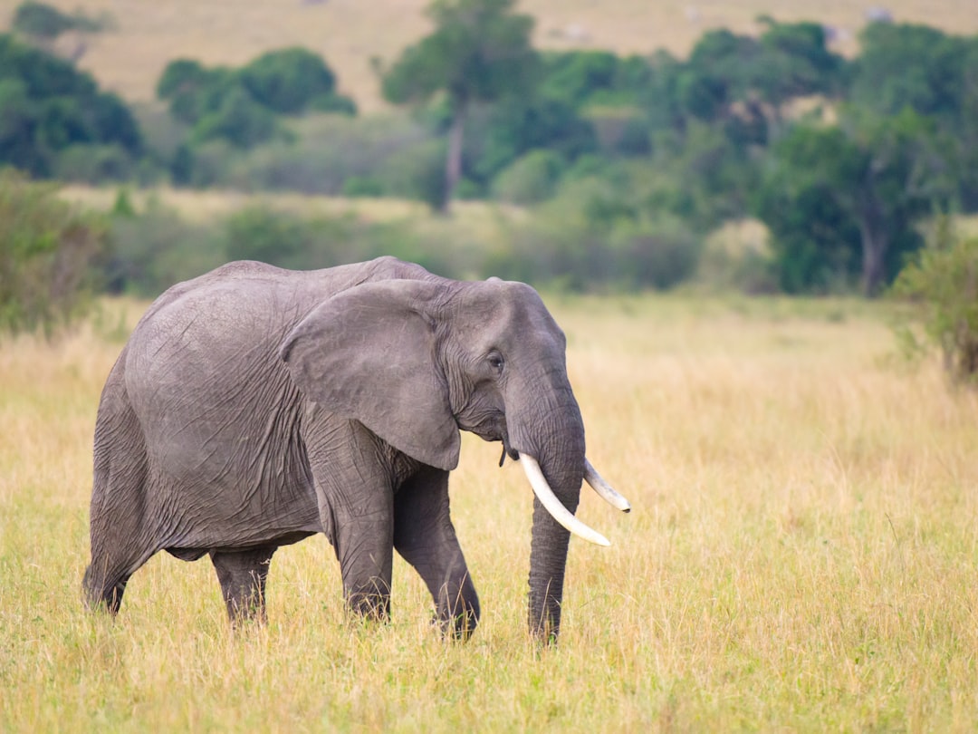 Safari en el Masai Mara: la aventura africana que te va a cambiar la vida