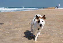 Mar del Plata pet friendly: dónde tu perro puede disfrutar del mar sin restricciones