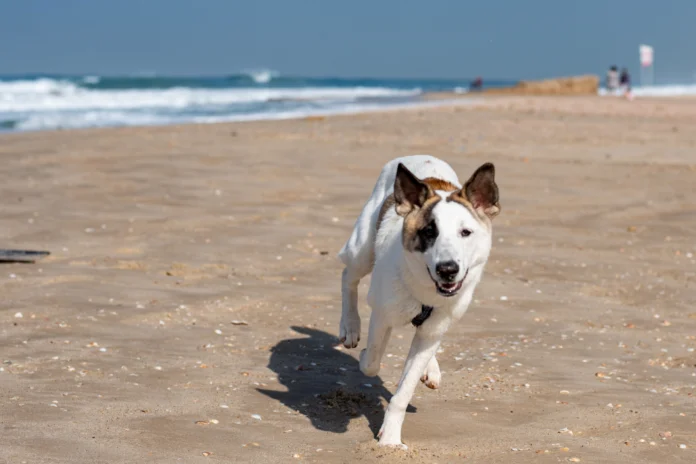 playa-pet-friendly-mar-del-plata