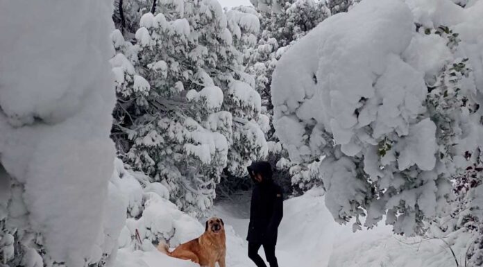 Bariloche con tu perro: la aventura patagónica que tu compañero peludo estaba esperando