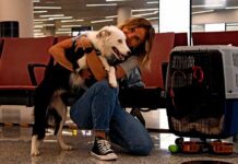 Volá con tu perro a Bariloche: la guía que necesitabas para un viaje sin estrés