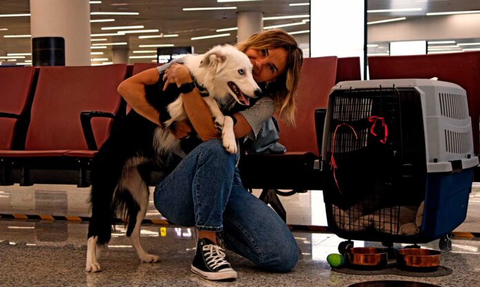 viajar-con-mascotas-en-el-avion