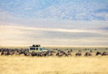 Safari en el Masai Mara: la aventura africana que te va a cambiar la vida