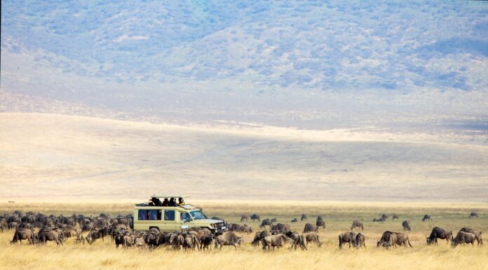 Safari en el Masai Mara: la aventura africana que te va a cambiar la vida