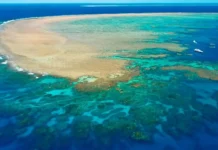 La Gran Barrera de Coral no es solo para expertos: por qué vos podés bucear allá este año