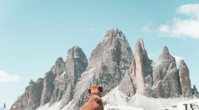 Viena con tu perro: la capital europea donde viajar con tu amigo de 4 patas es más fácil de lo que pensás
