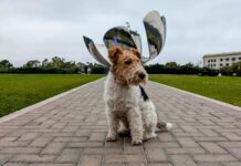 Parque Las Heras: el paraíso porteño donde tu perro es la estrella