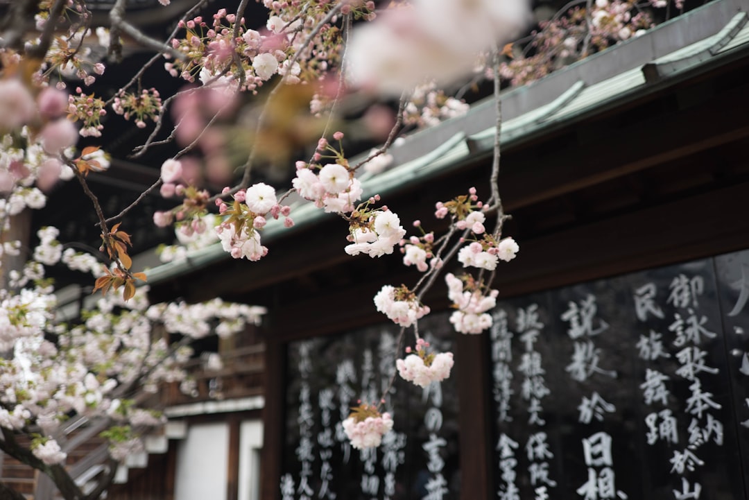 Tokio te va a cambiar la vida: la guía definitiva para tu primer viaje a Japón