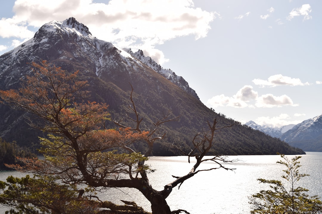 Viajar con tu gato a Bariloche: la guía completa para que disfrute de la Patagonia sin estrés