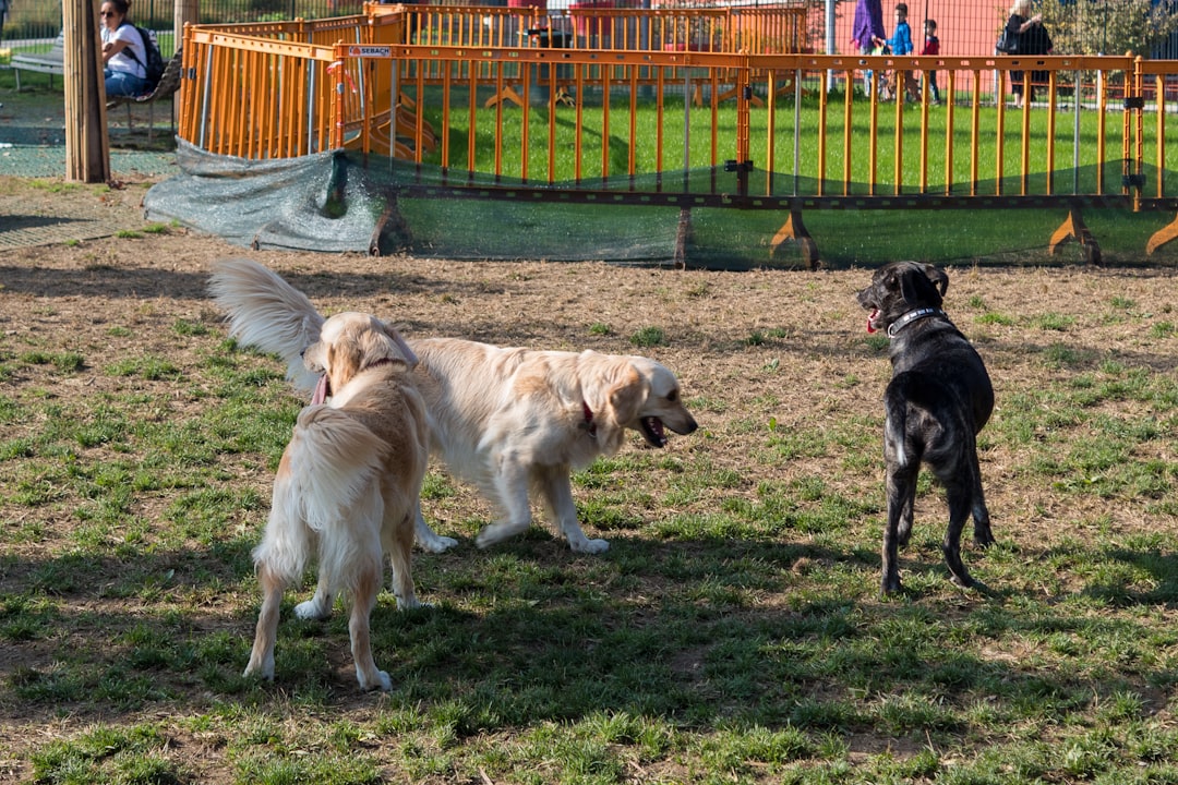 Viena con tu perro: la ciudad donde viajar con tu compañero peludo es más fácil que nunca