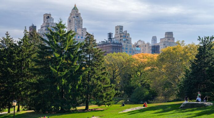 Nueva York con tu perro: los mejores hoteles pet friendly para disfrutar la Gran Manzana juntos
