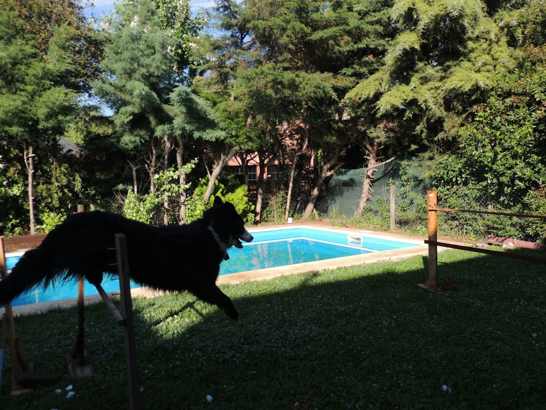 El Parque Las Heras: el lugar donde tu perro es la estrella en Buenos Aires