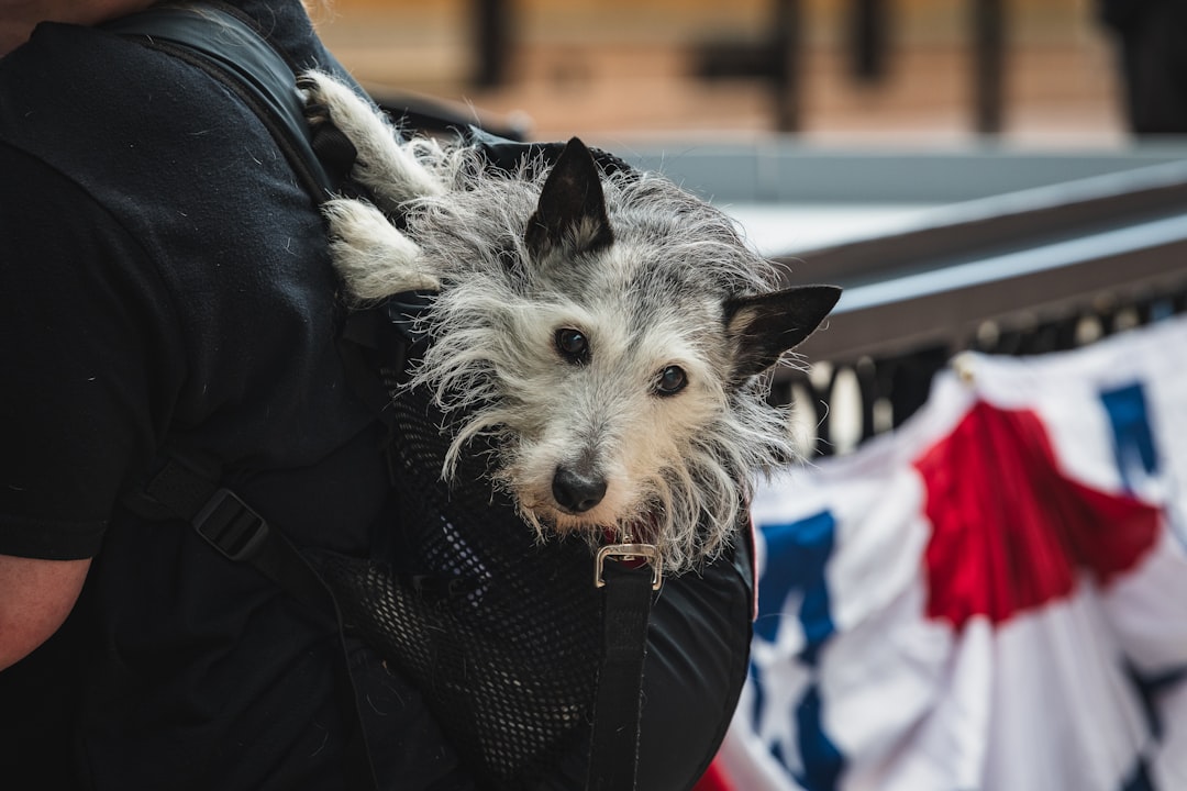 Viajar con tu perro al exterior: la guía completa que necesitás antes de subir al avión