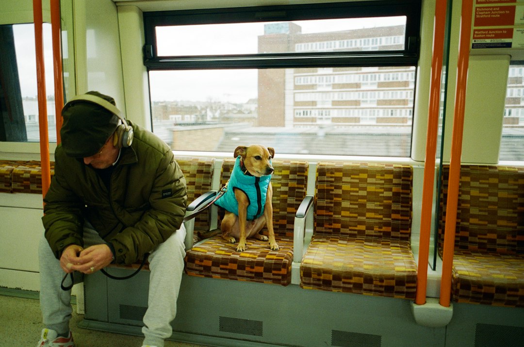 Llevá a tu perro a Londres: los mejores hoteles donde tu compañero peludo es bienvenido