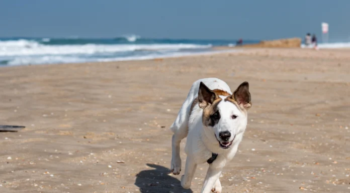 Mar del Plata con tu perro: las playas donde finalmente podés disfrutar juntos del mar