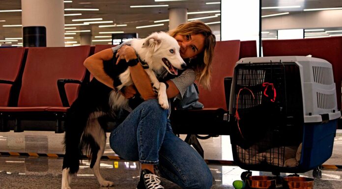 Volá con tu perro a Bariloche sin estrés: la guía definitiva para viajar juntos en avión