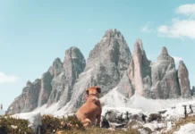 Viena con tu perro: la capital europea donde viajar con tu amigo de 4 patas es realmente fácil