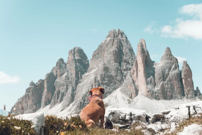 a-dog-gazes-at-the-majestic-tre-cime-di-lavaredo-peaks-in-th-8a4c0fbce1e941452877233507ec9c85e8ae5fa68341615aefb878ee934e91f1