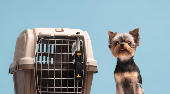 Volá con tu perro a Bariloche sin estrés: la guía que todo viajero argentino necesita
