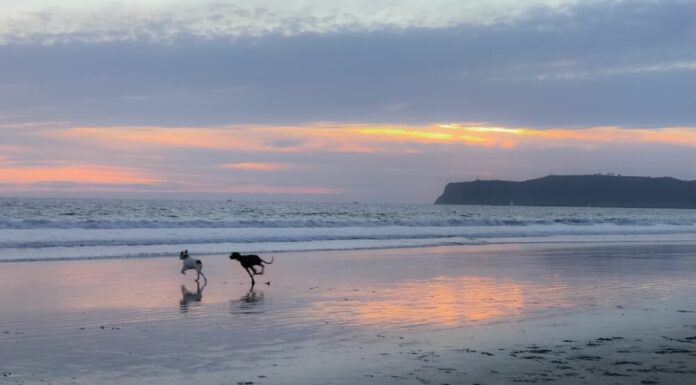 Villa Gesell: el destino costero donde tu perro es más bienvenido que nunca