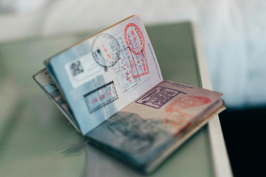 Viajar con tu gato: la guía completa de documentos y requisitos que no podés ignorar