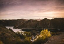 Viajar con tu perro a Mendoza: la guía completa para encontrar el hospedaje perfecto en la tierra del vino