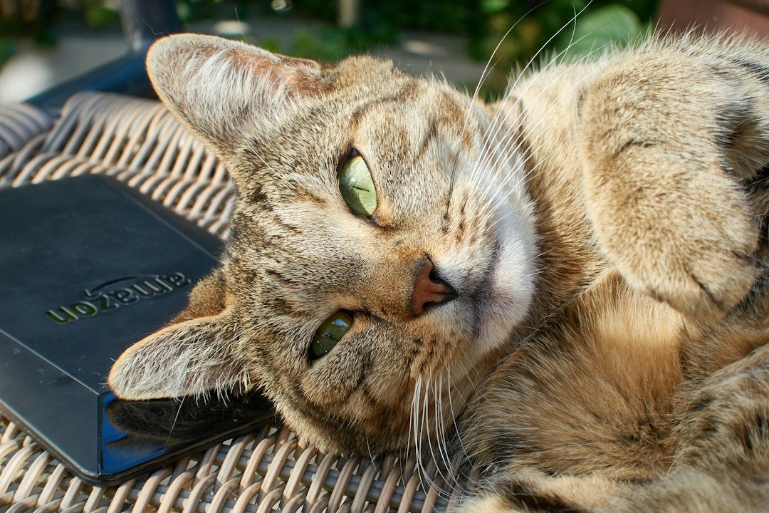 Viajar con tu gato al exterior: la guía completa de papeles y cuidados que necesitás saber en 2026