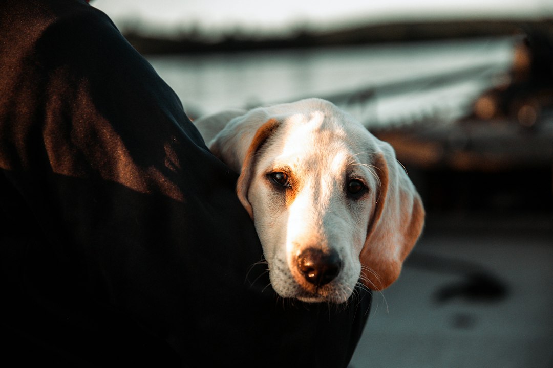 Viajar con tu perro en avión: la guía completa que necesitás antes de despegar desde Ezeiza