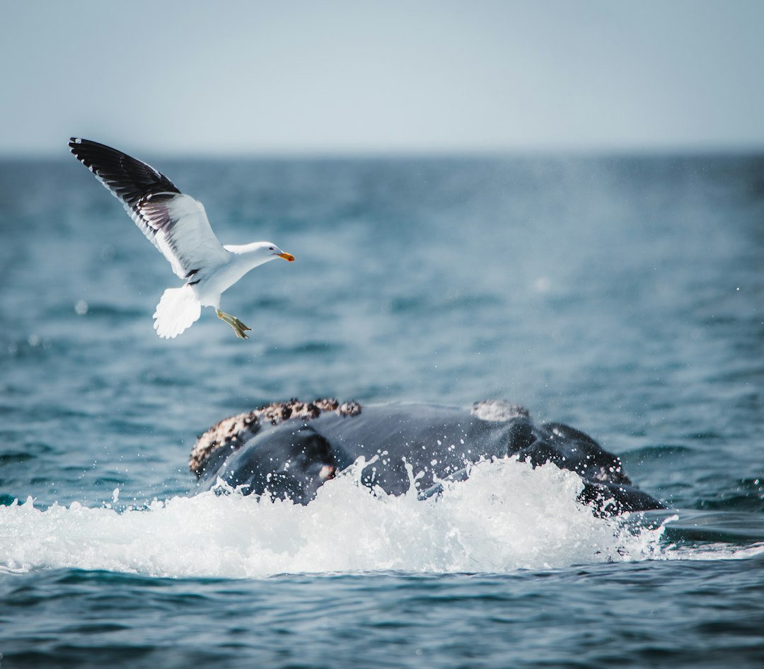 Ballenas en Puerto Madryn: el espectáculo de la naturaleza que no podés perderte este invierno