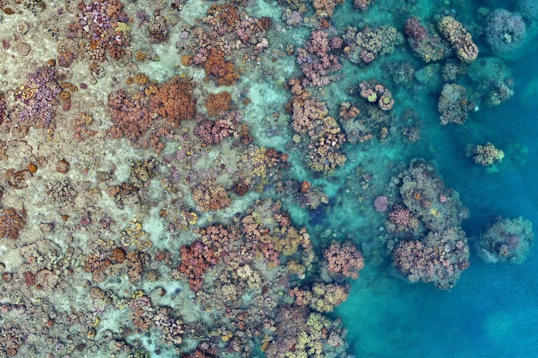 Bucear en la Gran Barrera de Coral: la experiencia que te va a cambiar la forma de ver el océano