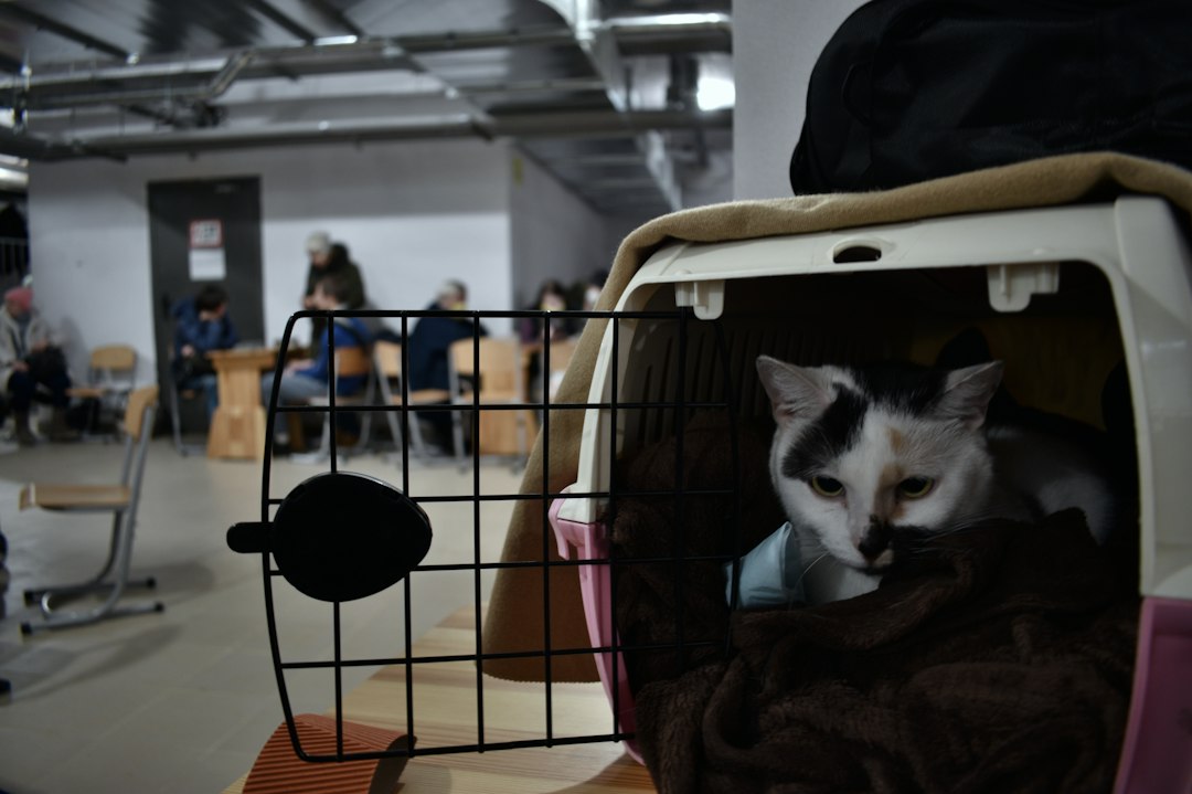 Viajar con tu gato al exterior: la guía completa de papeles y cuidados que necesitás saber en 2026