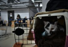 Viajar con tu gato: la guía completa de documentos y requisitos que no podés ignorar