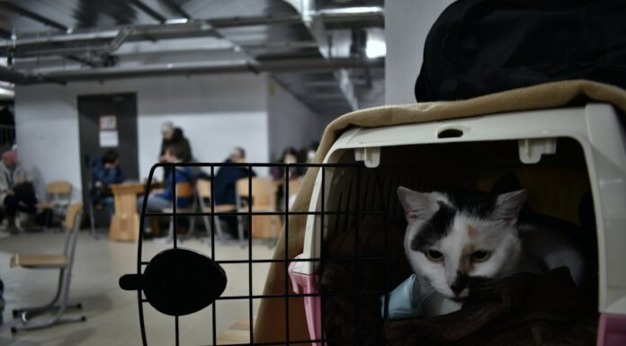 Viajar con tu gato: la guía completa de documentos y requisitos que no podés ignorar