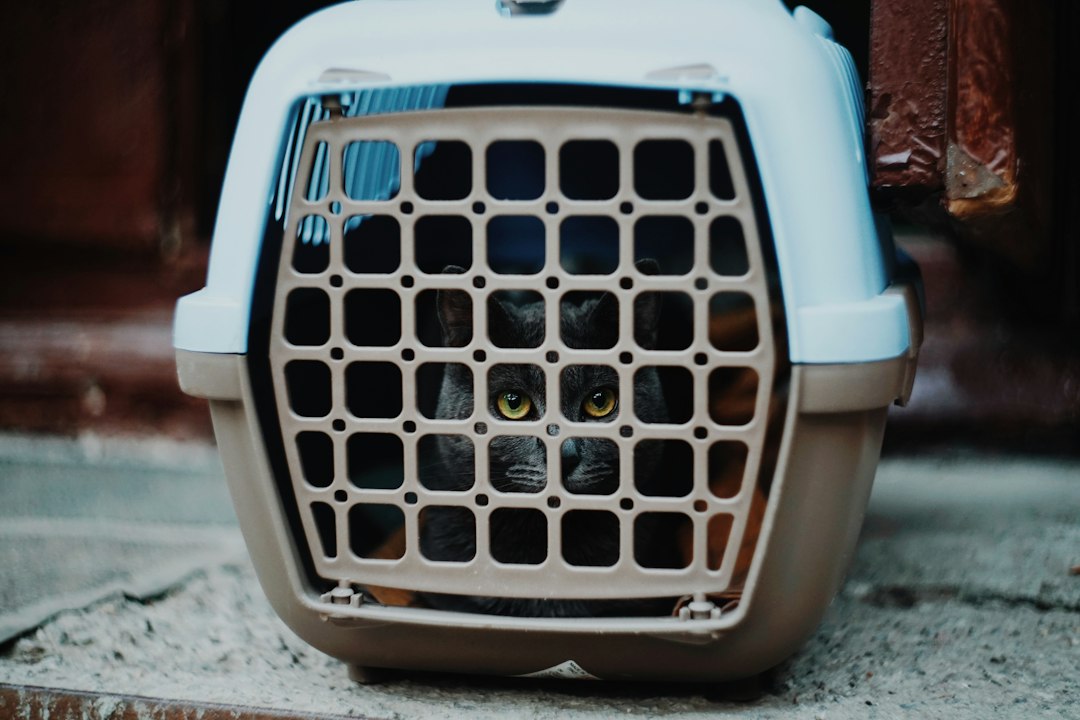 Volá con tu perro a Bariloche sin estrés: la guía que todo viajero argentino necesita