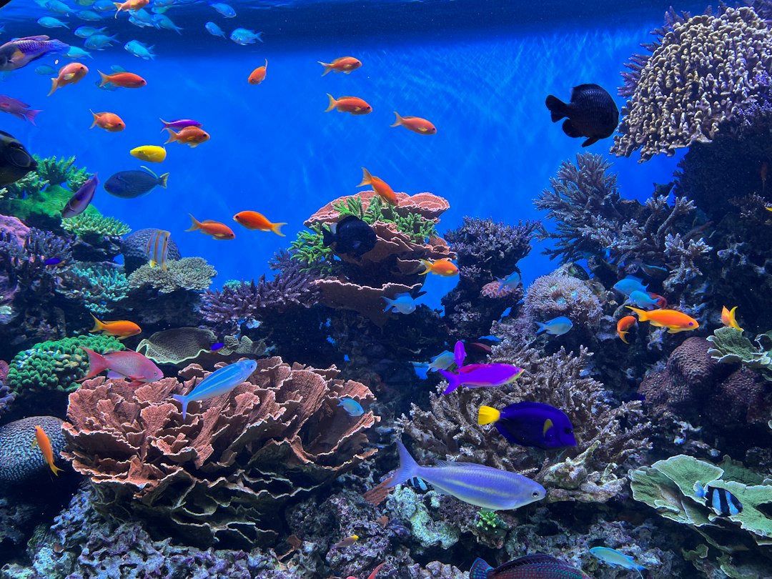 Bucear en la Gran Barrera de Coral: la experiencia que te va a cambiar la forma de ver el océano