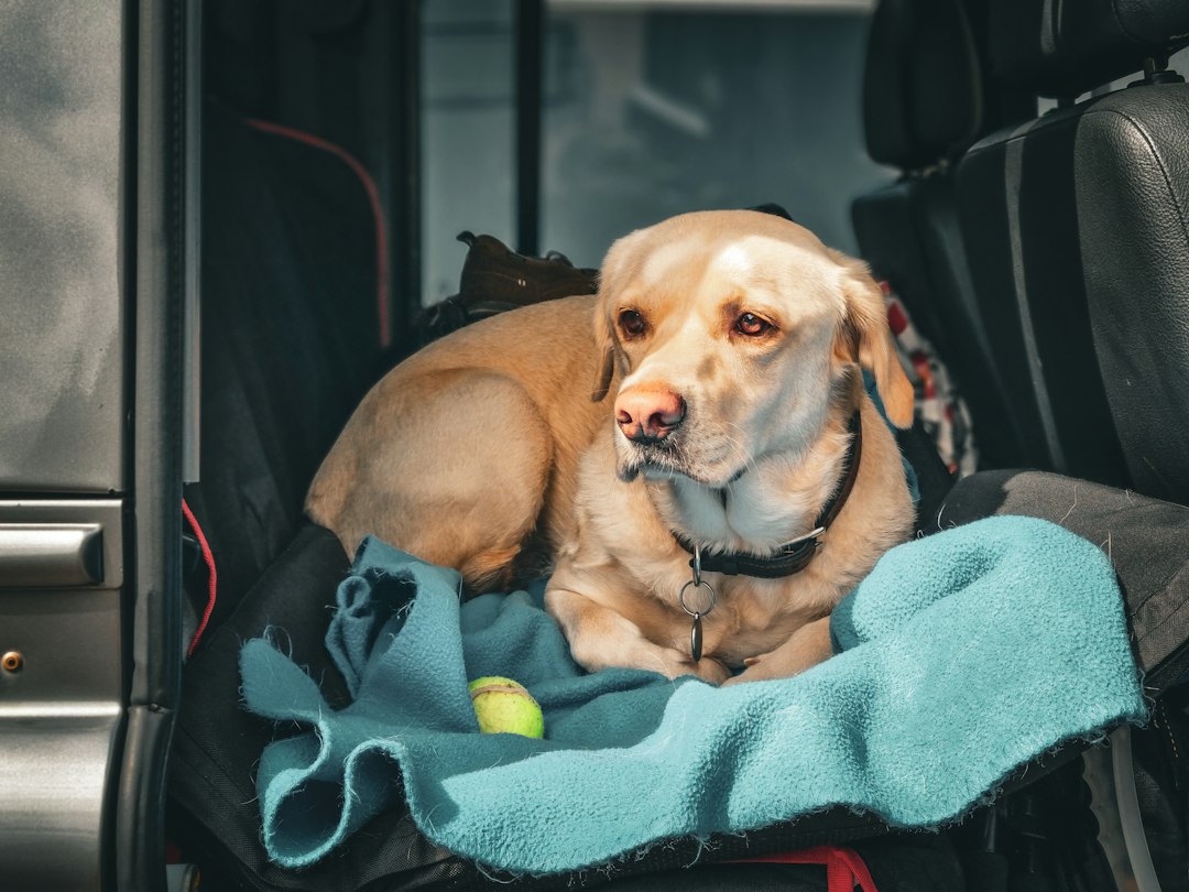 Viajar con tu perro en avión: la guía completa que necesitás antes de despegar desde Ezeiza
