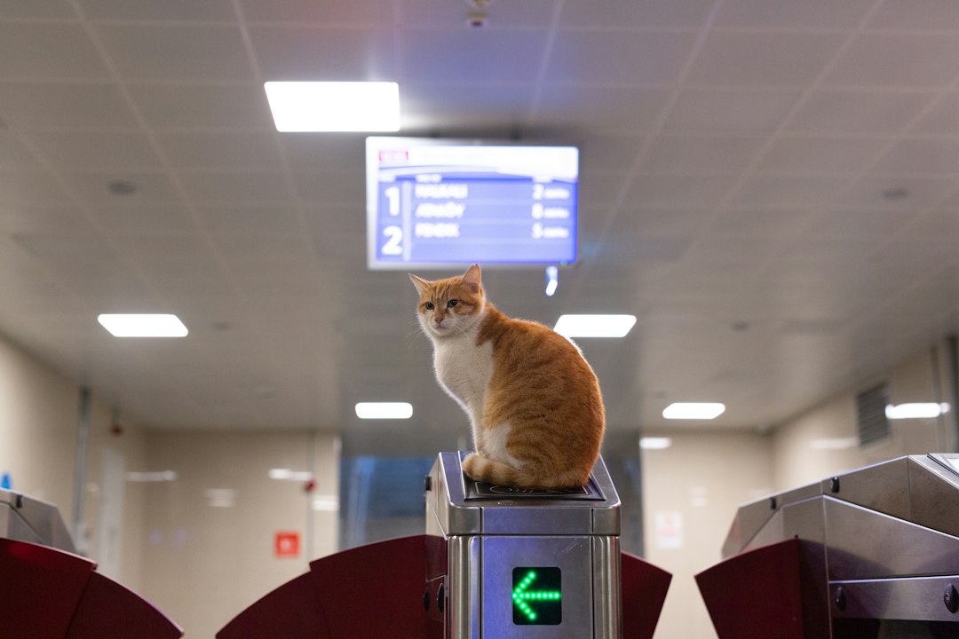 Viajar con tu gato al exterior: la guía completa de papeles y cuidados que necesitás saber en 2026